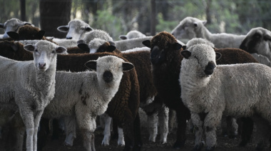 La carne ovina argentina incrementa su exportación: Europa crece y Chile reabre el mercado