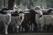 La carne ovina argentina incrementa su exportación: Europa crece y Chile reabre el mercado