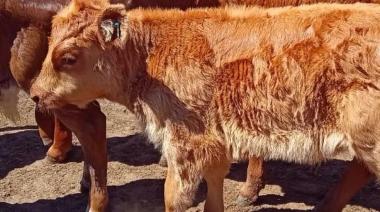 Limangus: Eficiencia, rusticidad y valor agregado en los rodeos comerciales