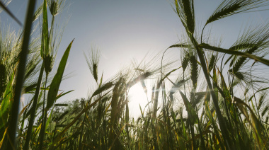 Las lluvias de Santa Rosa mejoran la condición del trigo, aunque preocupan los excesos hídricos