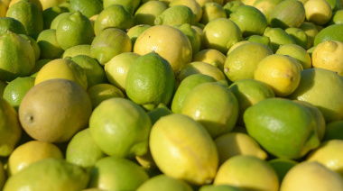 Las exportaciones de frutas crecieron 18% en volumen y 12% en valor