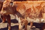 Limangus: Eficiencia, rusticidad y valor agregado en los rodeos comerciales