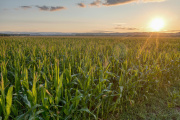 La soja repunta y el maíz retrocede: cómo cambiaron los márgenes del productor en agosto