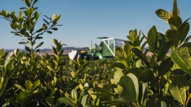 Nación laudó nuevos precios para la yerba mate con un aumento interanual de 142%