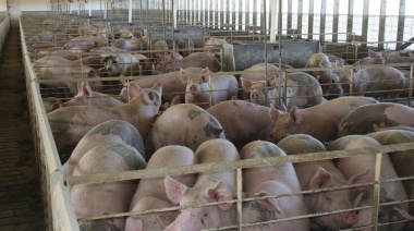 La faena y la producción de carne porcina fueron récord en 2022