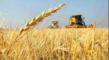 Se estima una producción de 18 millones de toneladas de trigo para la campaña 2023/24