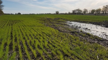 Las lluvias récord complicaron la cosecha de soja en el núcleo productivo