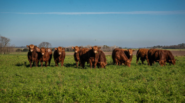 La raza Limangus lidera la medición de eficiencia alimenticia en Argentina