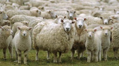 Agricultura extiende la vigencia del programa para la promoción de carne ovina