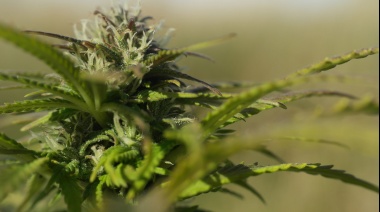 Se acerca la primera Cumbre Internacional de Cannabis y Cáñamo