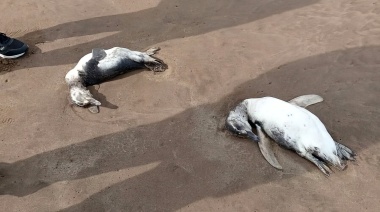 Continúa la preocupación en Mar del Plata por la aparición de pingüinos muertos en las playas
