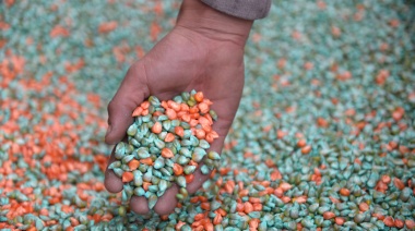 Se habilitó la inscripción de pequeños y medianos productores de trigo y maíz al "Programa de Aporte de Nutrientes"