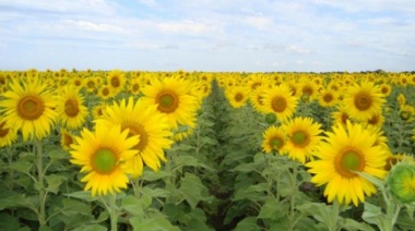 La condición del cultivo de girasol es buena en áreas de la Bolsa de Cereales bahiense