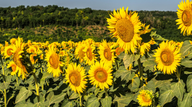 Girasol 2025/26: proyectan la segunda mayor siembra en 20 años