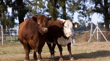 Mercosur: Argentina fue el único país en aumentar sus exportaciones de carne