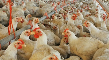 Las empresas avícolas profundizan los cuidados en bioseguridad por la gripe aviar