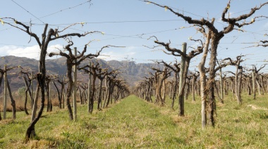 Agricultura oficializó la suspensión de ejecuciones fiscales y de los anticipos de Ganancias