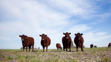 El rodeo bovino se incrementó 1,6% y alcanzó 54.242.595 cabezas en 2022