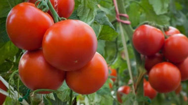 Luján: detectan virus rugoso del tomate en una plantación