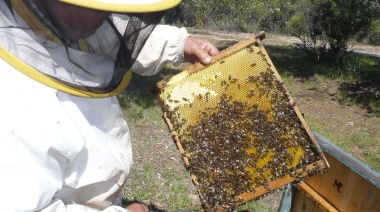 La producción de miel cayó un 15% por la sequía, arrastrando al consumo interno y las exportaciones