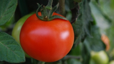 Se viene una nueva edición de la Fiesta del Tomate platense