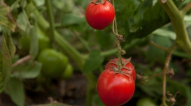 El Senasa declaró alerta fitosanitaria por virus rugoso del tomate en La Plata y Mar del Plata