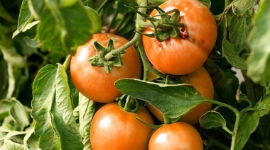 Se registró el tomate platense como especie criolla en el INASE