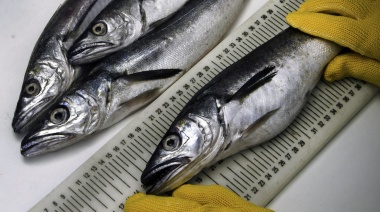 Establecen restricciones para captura de merluza, rayas y pez ángel en el Río de la Plata