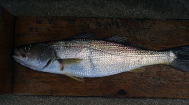 Se fijó la captura máxima de pescadilla en el Río de la Plata