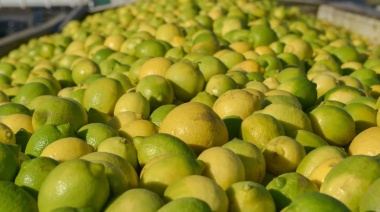Argentina abrió la exportación a Ecuador de cítricos dulces, limón y carne bovina con hueso
