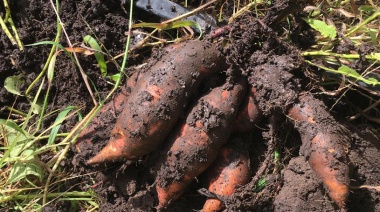 Desarrollo Agrario y el INTA preparan la "Feria Regional de la Batata"