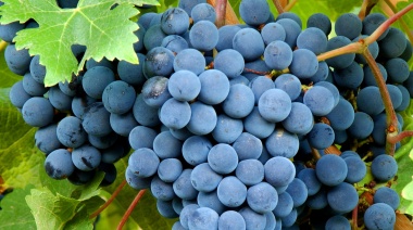 La uva Bonarda visita Agronomía de la UBA con una clase magistral