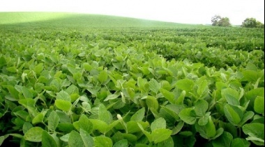 La Secretaría de Agricultura y la cadena de la soja buscan impulsar el crecimiento de la producción