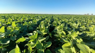 Dólar Agro: en su última semana superó las 7 millones de toneladas de soja