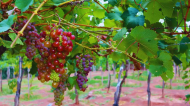 Lavalle, referente en vinos artesanales con identidad local