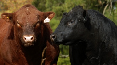 Se aproxima la 80º Exposición Angus de Otoño