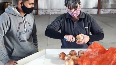 El INTA apuesta por la cebolla del valle bonaerense del río Colorado