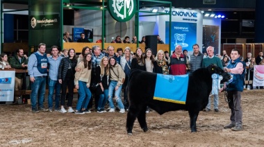 Expo Angus: el mejor ternero negro fue de Don Abraham de Tres Arroyos