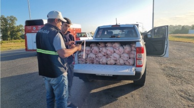 Cañuelas: se decomisaron 56 lechones transportados en la caja de una camioneta y sin cadena de frío