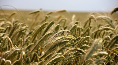 El INTA presentó nuevas variedades de trigo pan