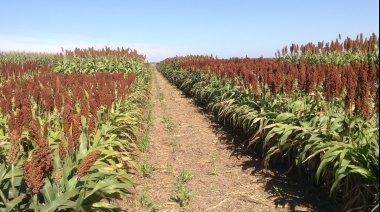 La Bolsa de Cereales de Buenos Aires volvió a bajar la proyección de sorgo