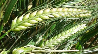 El maíz y la cebada cervecera se incorporan al dólar agro