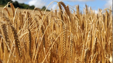 Cebada: Aumento en el precio de la cervecera por problemas climáticos