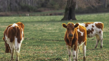 Se desacelera la salida de terneros desde los campos