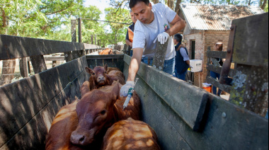 Comienza la segunda campaña anual de vacunación contra la fiebre aftosa