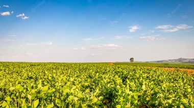 Proyectan que el año próximo el agro recuperará las divisas perdidas por la sequía
