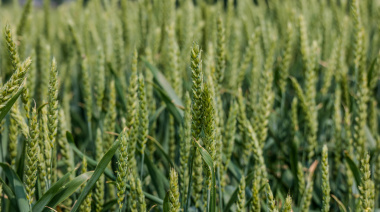 Alertan por deficiencias de zinc que afectan al trigo y la cebada