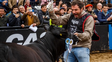 Ingresaron los primeros animales a la 135° Exposición Rural