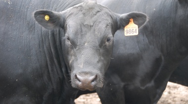 La faena bovina del primer bimestre cerró con un crecimiento interanual de 9,7%