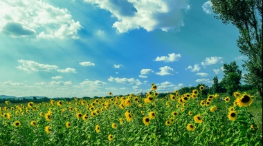 Girasol: camino a una cosecha récord